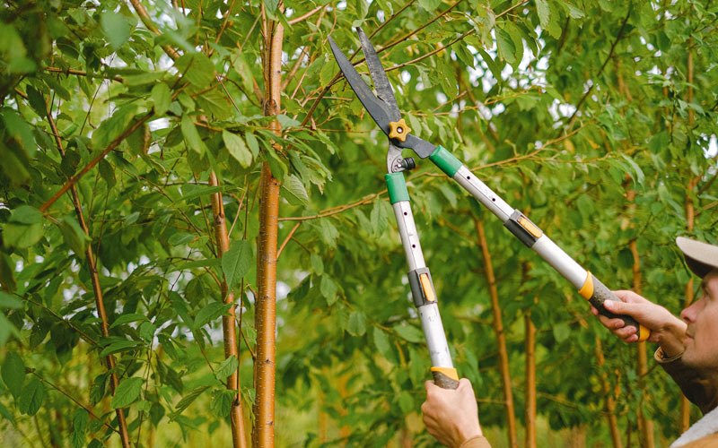 Tree trimming in Fessenden, ND