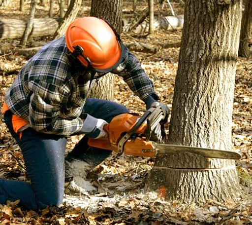 Tree Removal in Fessenden, ND